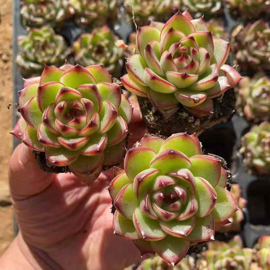 23582 Echeveria Moon Stone (3cm pot size)
