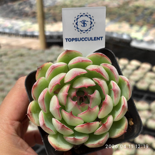 25613 Echeveria Enchanting Fairy (7cm pot size)