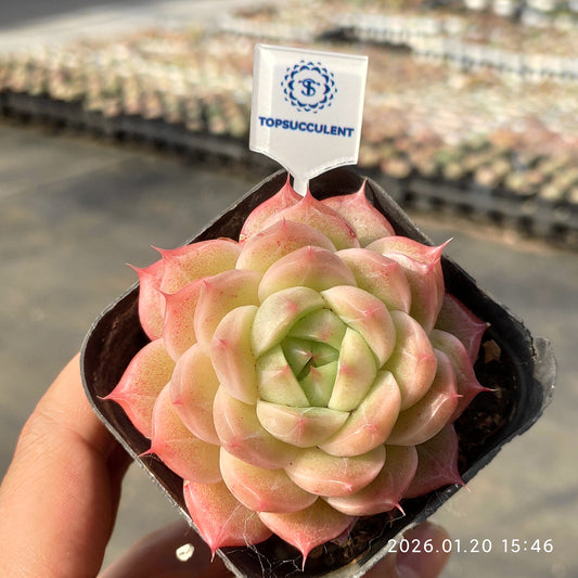 17663 Echeveria Rose Blush (6cm pot size)