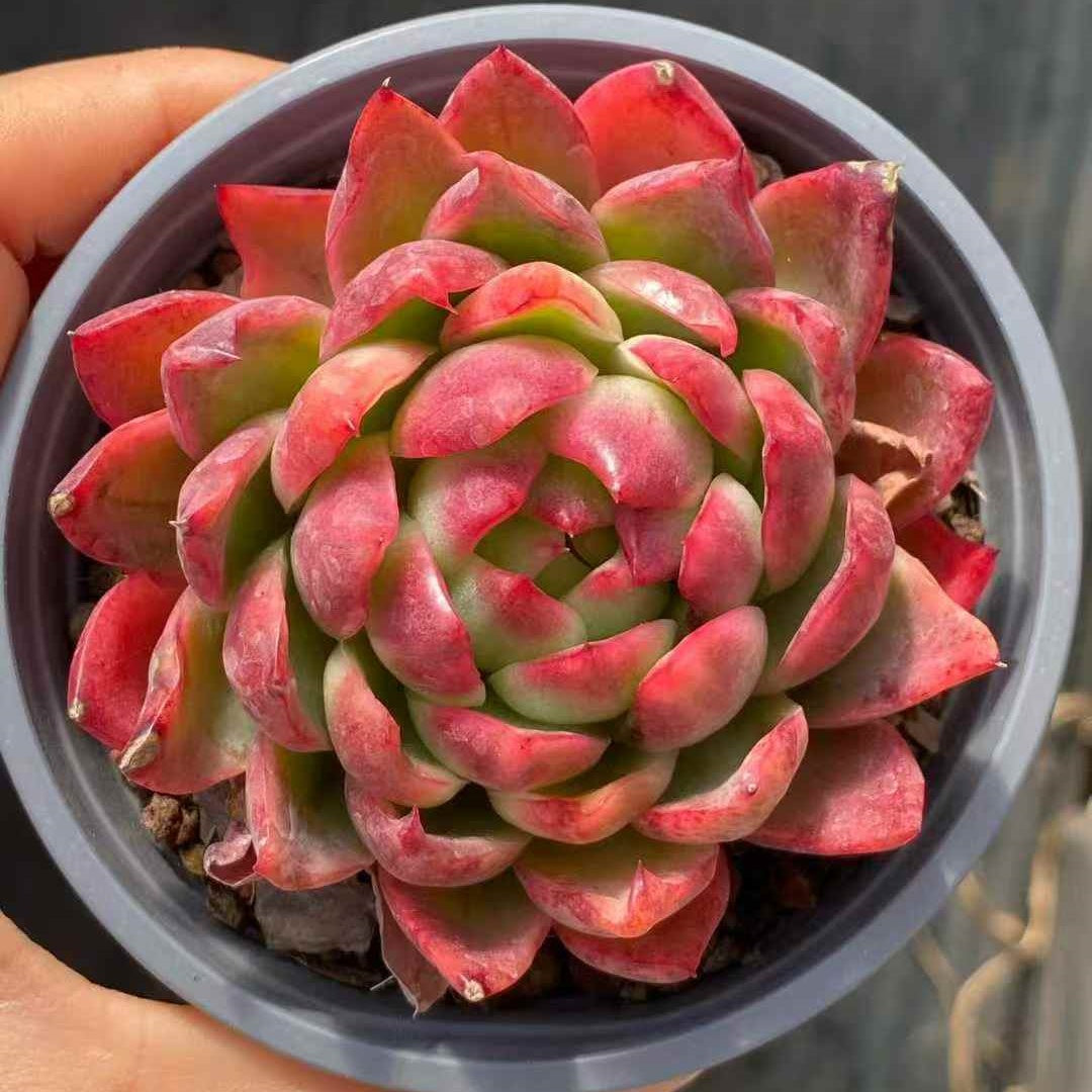 24497 Echeveria Crystal Jenny Variegated (9cm pot size)
