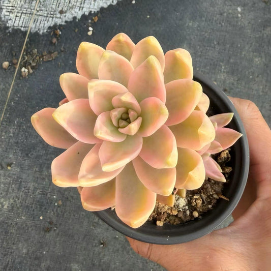 24805 Echeveria Pudding Variegated (9cm pot size)