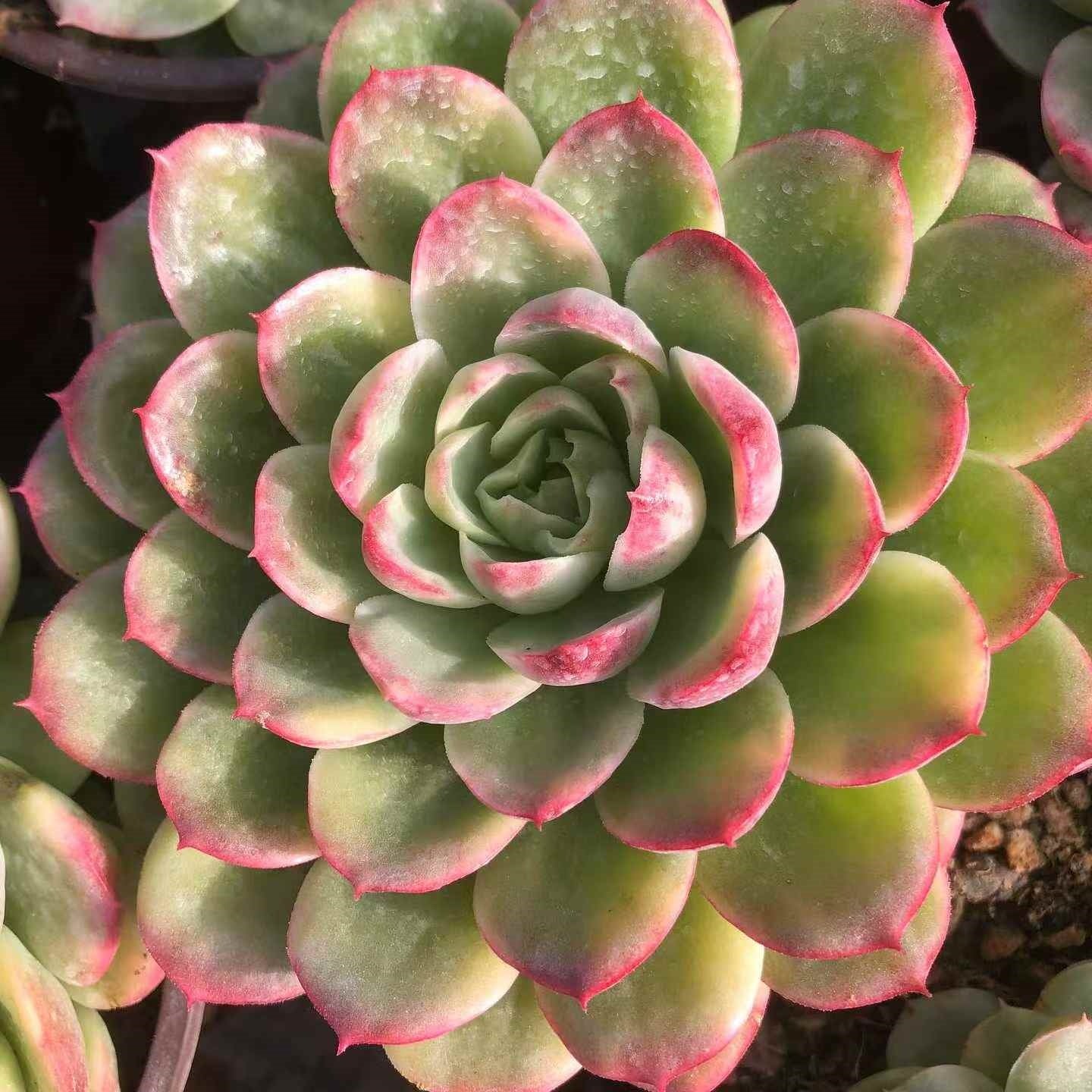 24457 Echeveria Lime & Chilly Variegated (12cm pot size)