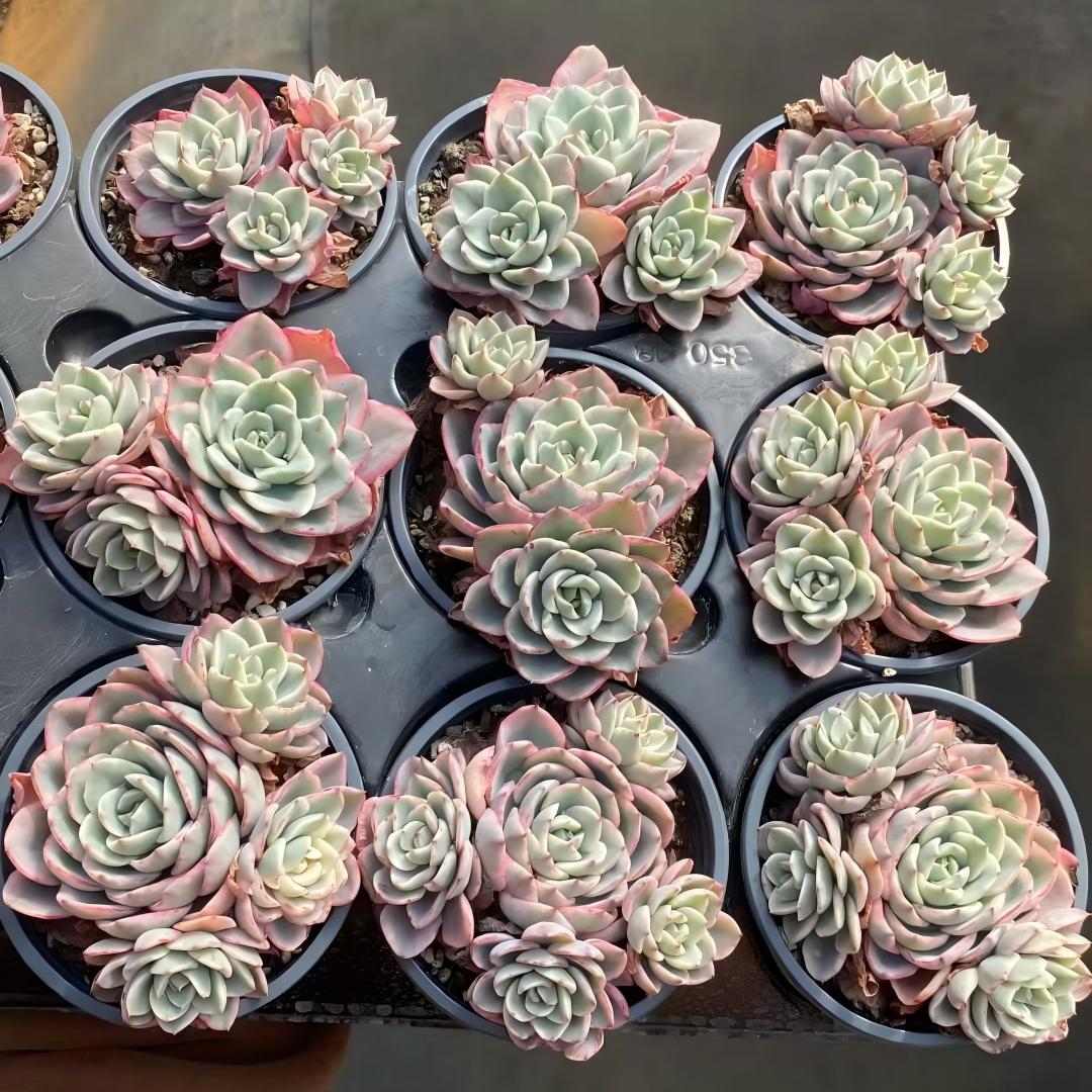 24824 Echeveria Peaches & Cream Variegated (9cm pot size)