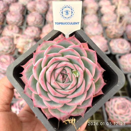 14985 Echeveria Silhouette (10cm pot size)