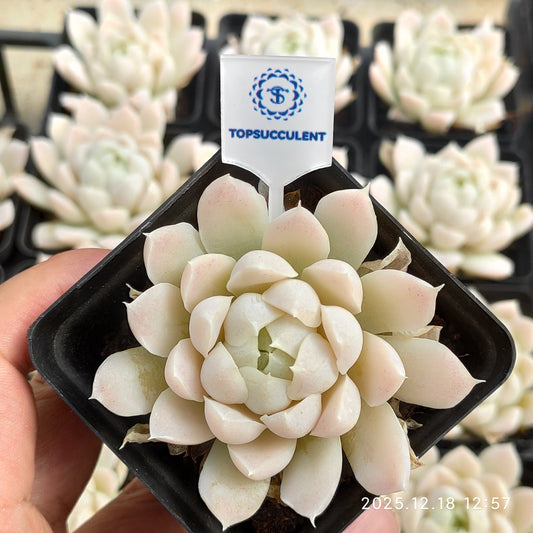 15355 Echeveria Hughmillus (7cm pot size)