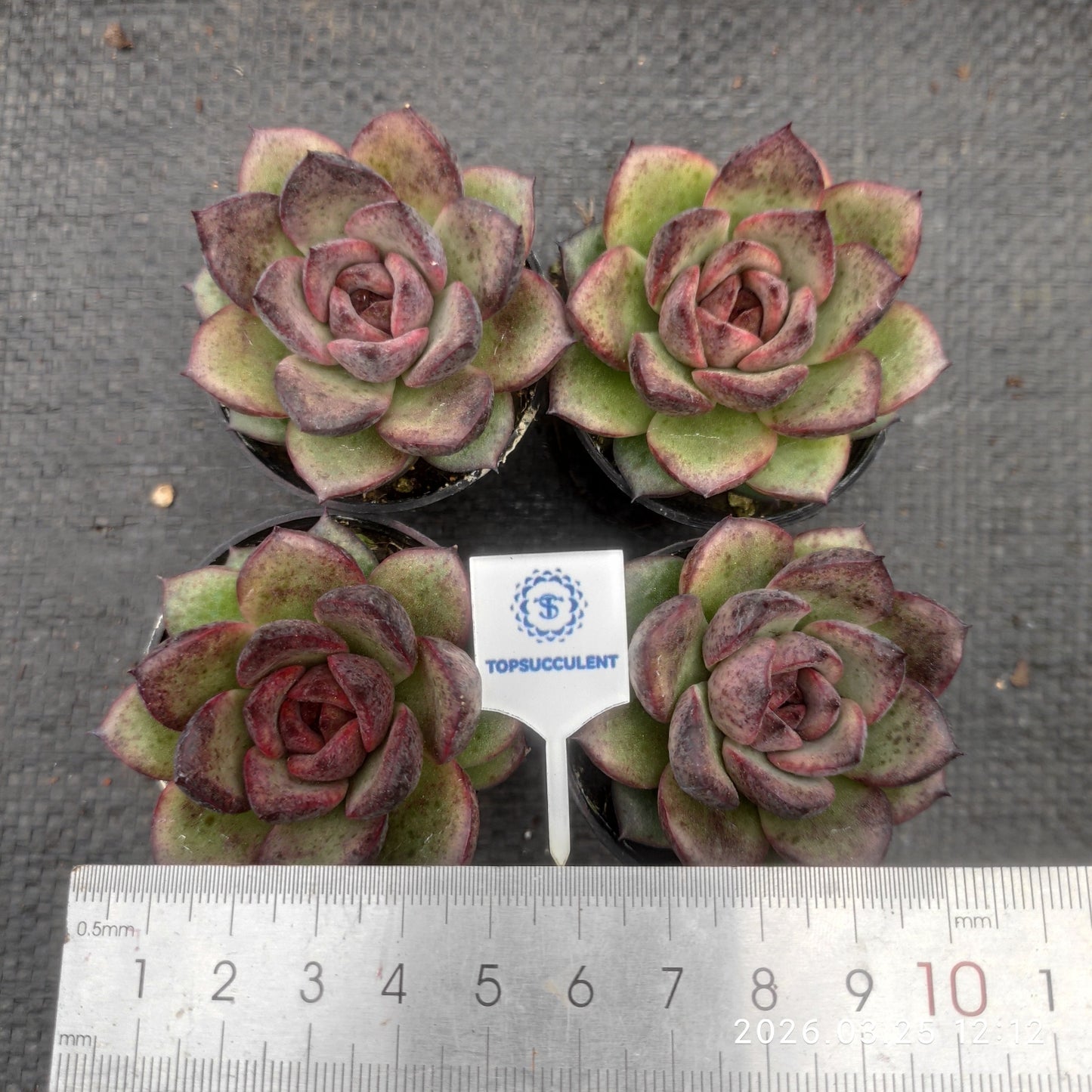 24770 Echeveria Black Rose (5.5cm pot size)