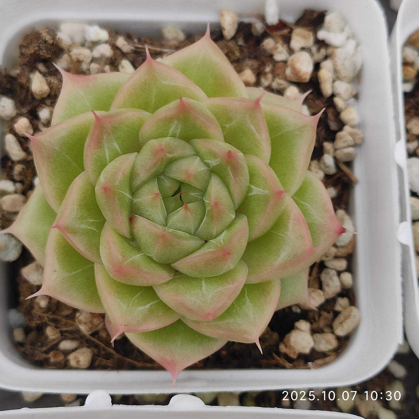XQ1438 Echeveria Malgan Hyb(7cm pot size)