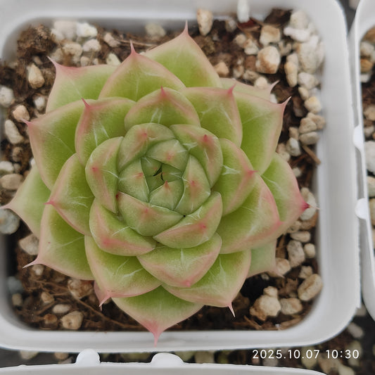 XQ1438 Echeveria Malgan Hyb(7cm pot size)