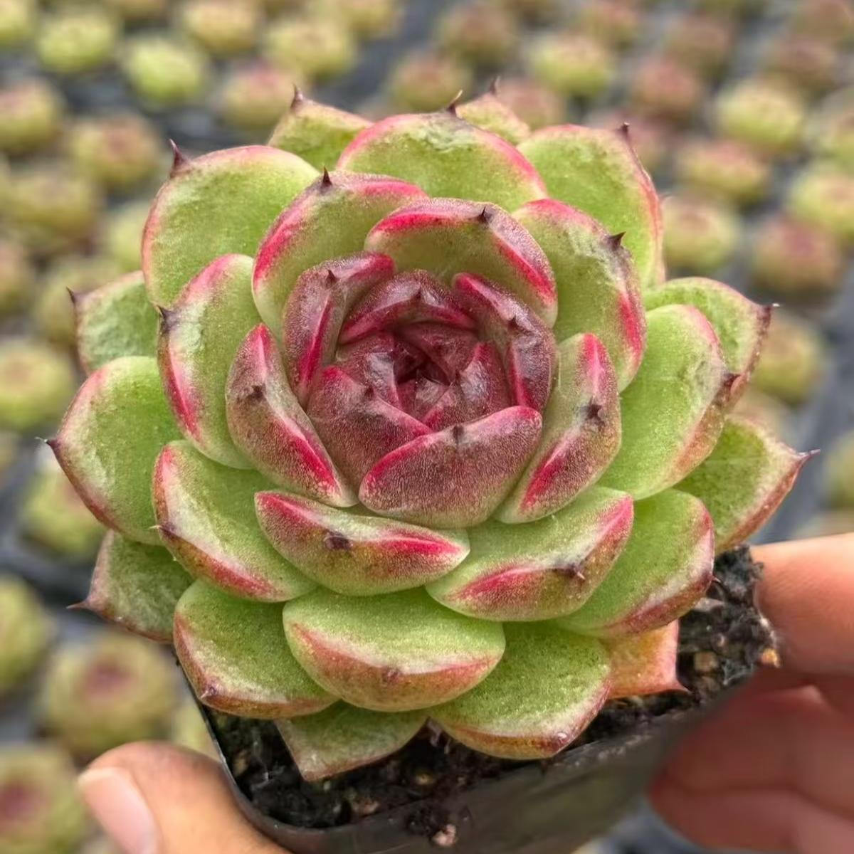 21976 Echeveria Sun Moon lake (7cm pot size)