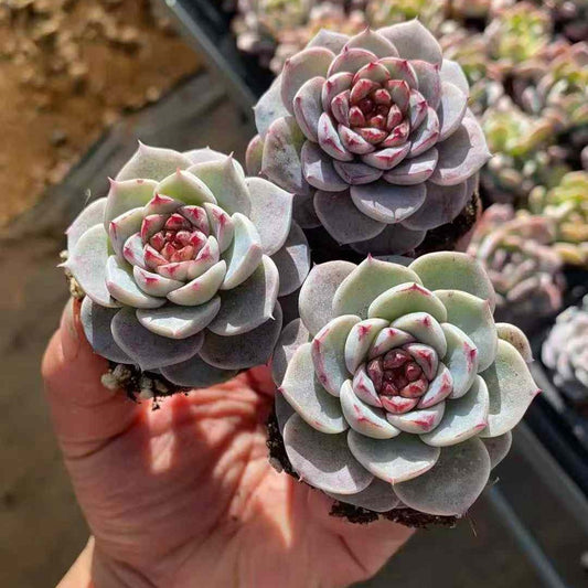 23590 Echeveria Red Velvet (3cm pot size)
