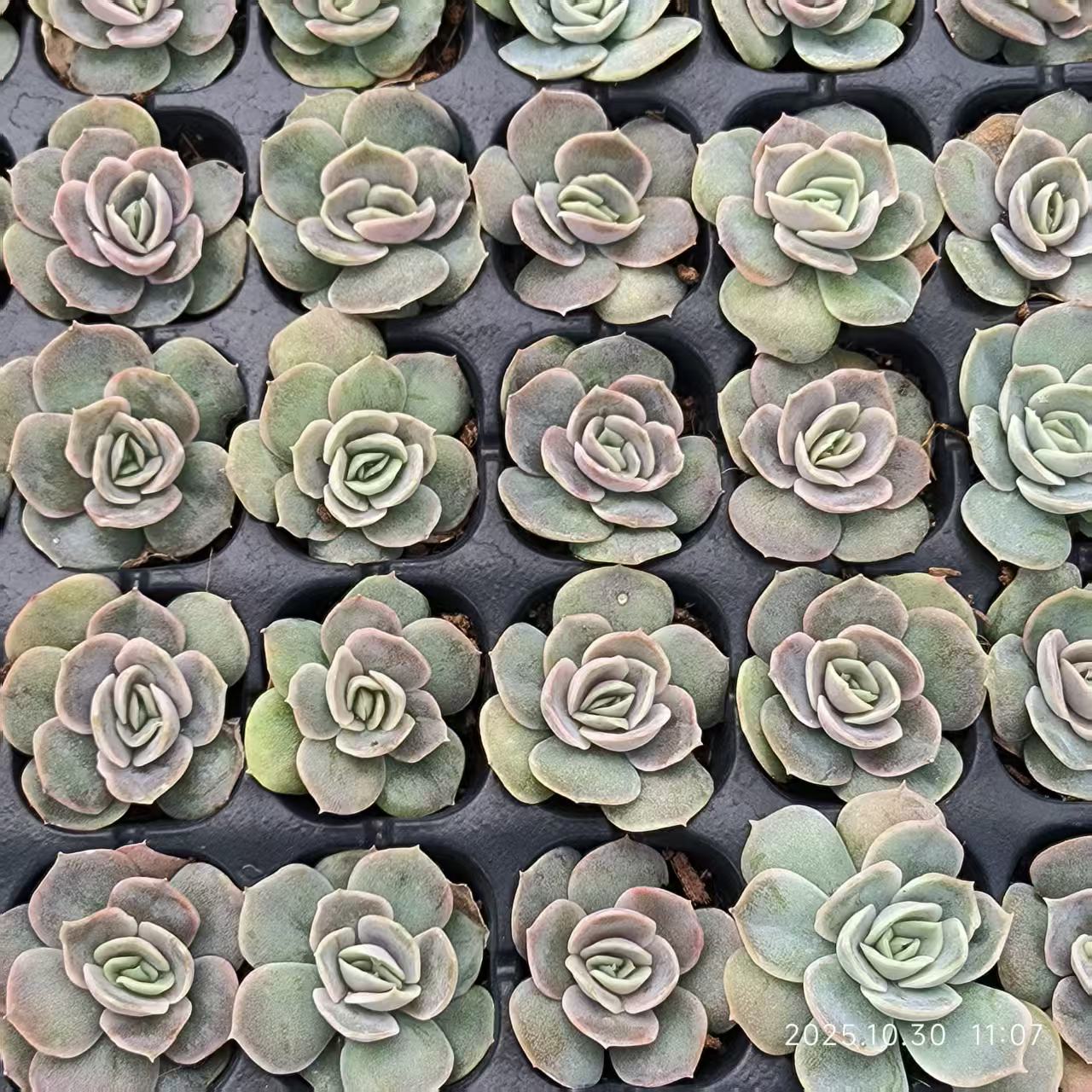 21833 Echeveria Blue Surprise (3cm pot size)