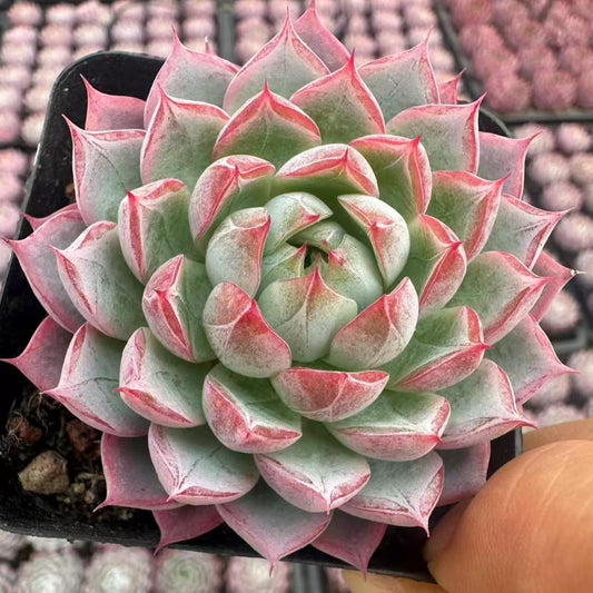 22621 Echeveria Purple Diamond (6cm pot size)