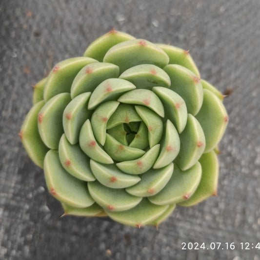 MMT020 Echeveria Benbadis