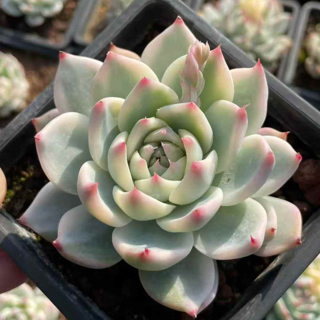 24468 Echeveria Chihuahuaensis Variegated (12cm pot size)