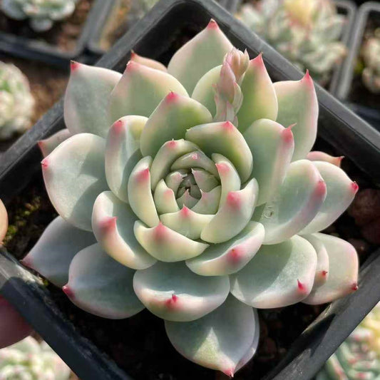 24468 Echeveria Chihuahuaensis Variegated (12cm pot size)