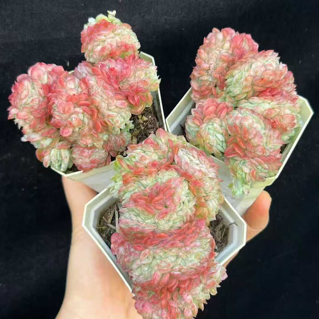 21950 Echeveria Lemon Berry Cristata (7cm pot size)