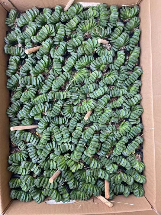 CC002 Haworthia truncata Schönland