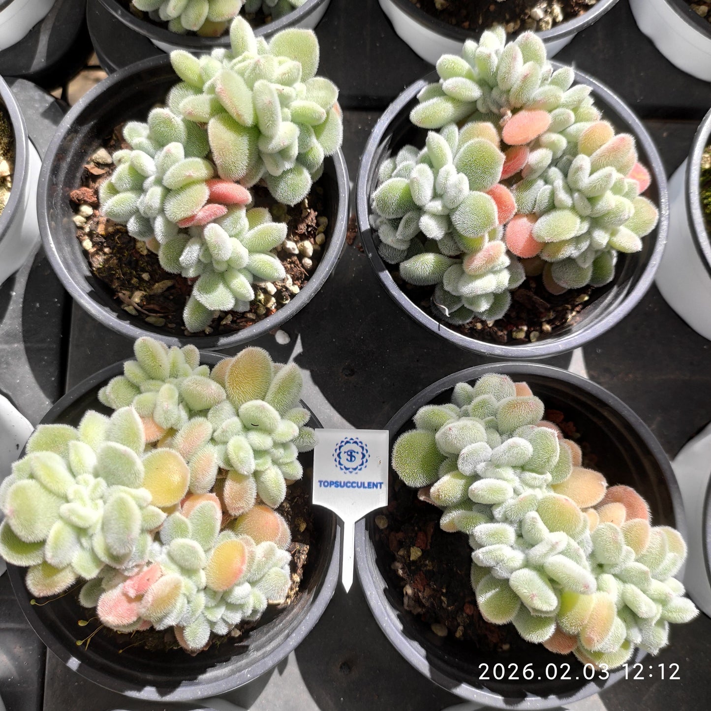 25625 Echeveria Frosty Cristata (9cm pot size)