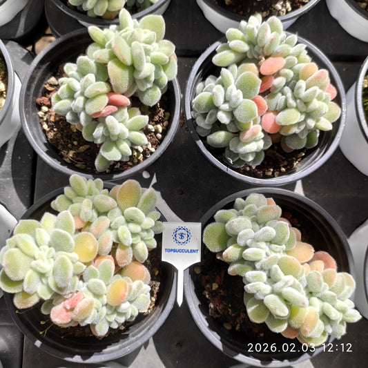 25625 Echeveria Frosty Cristata (9cm pot size)