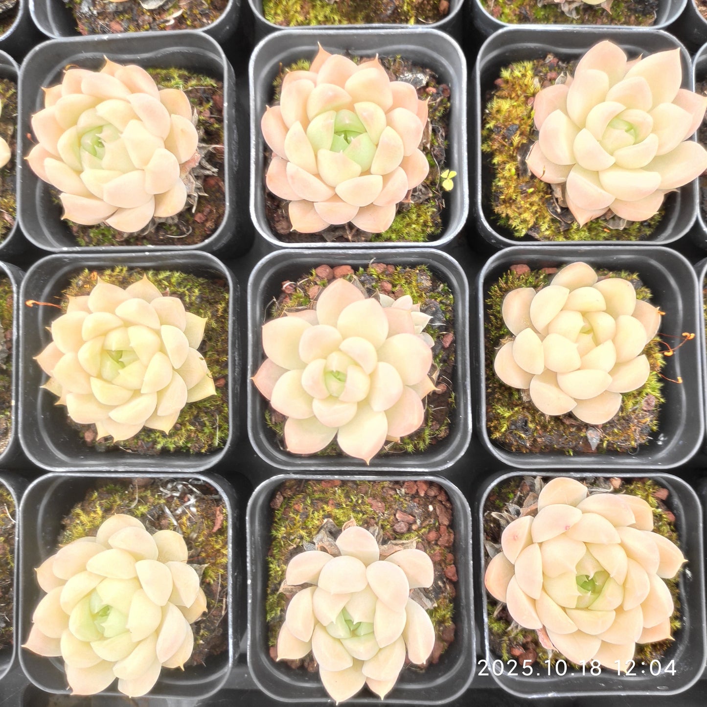 YBB202 Echeveria Golden Rose(5.5cm pot size)