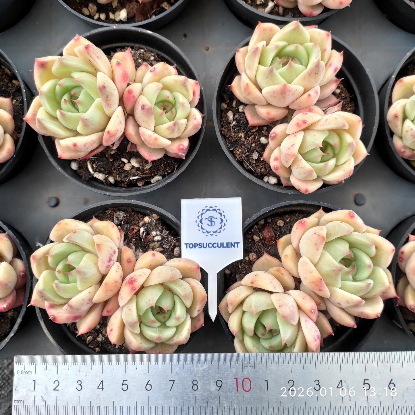 24363 Echeveria Chidori (9cm pot size)