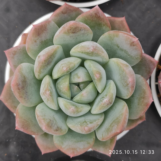 20645 Echeveria Frosting (5.5cm pot size)