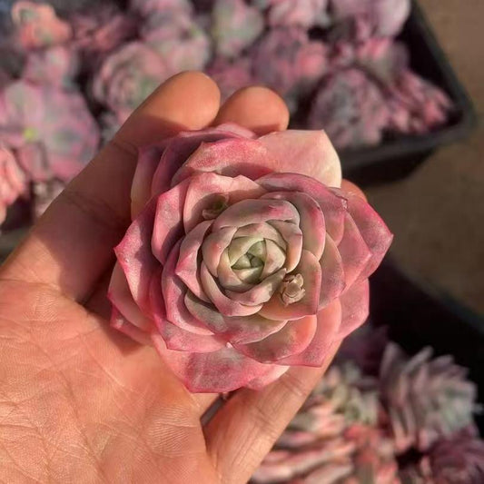 25068 Echeveria Lovely Rose Variegated (5cm pot size)