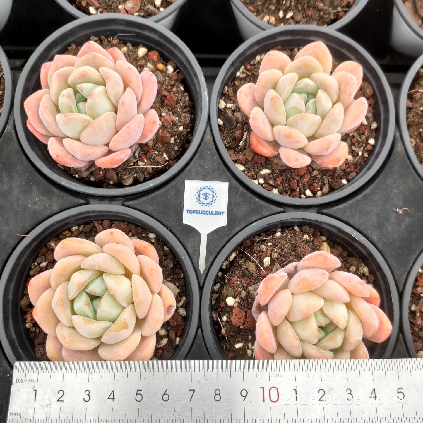 360148 Echeveria Monroe x Ice Green (9cm pot size)