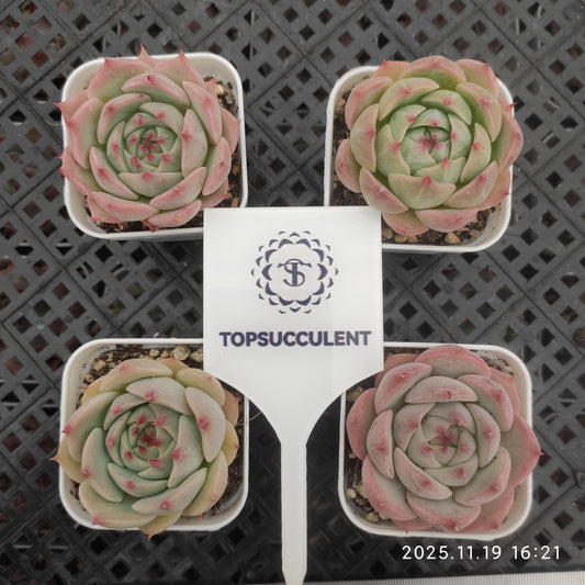 22740 Echeveria Chihuahuaensis Hyb (5.5cm pot size)