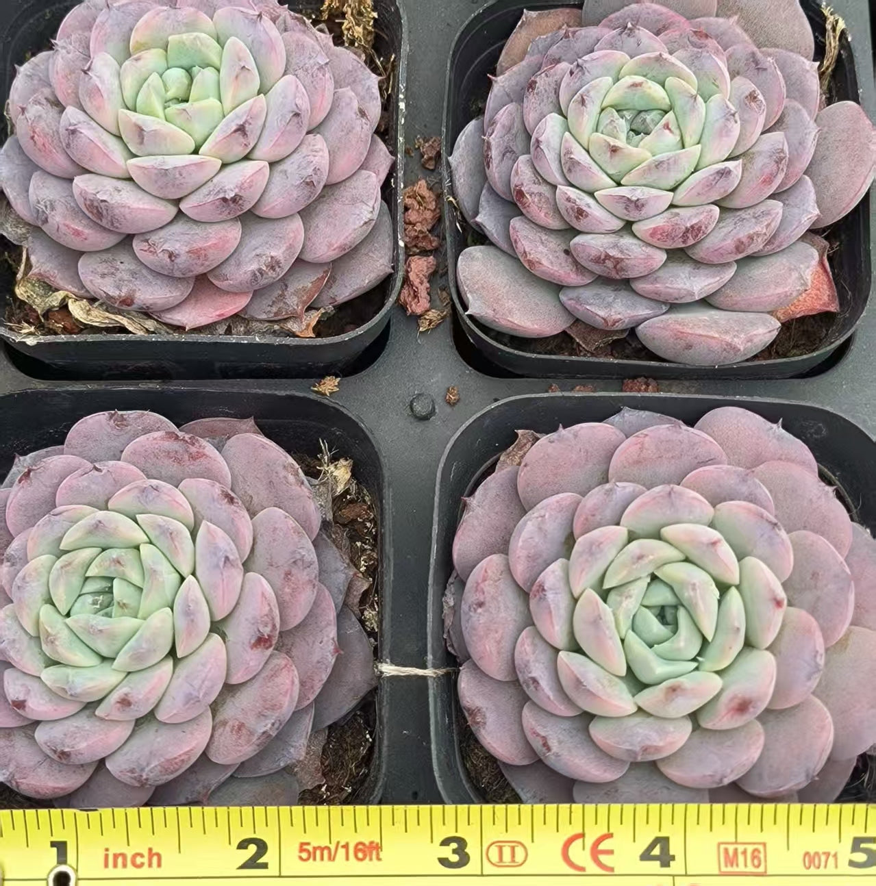 3416 Echeveria Amazing Grace (6.5cm pot size)