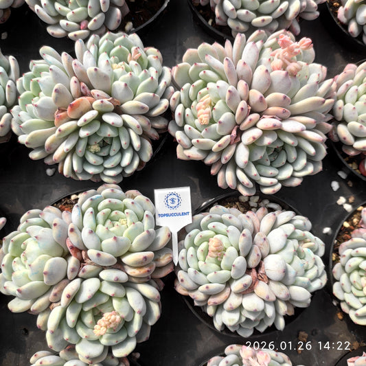 23681 Echeveria Beyonte (9cm pot size)