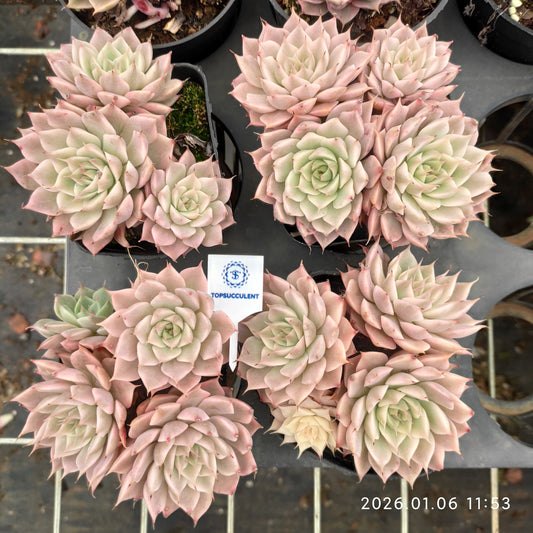 22265 Echeveria Magarette Variegated (7cm pot size)