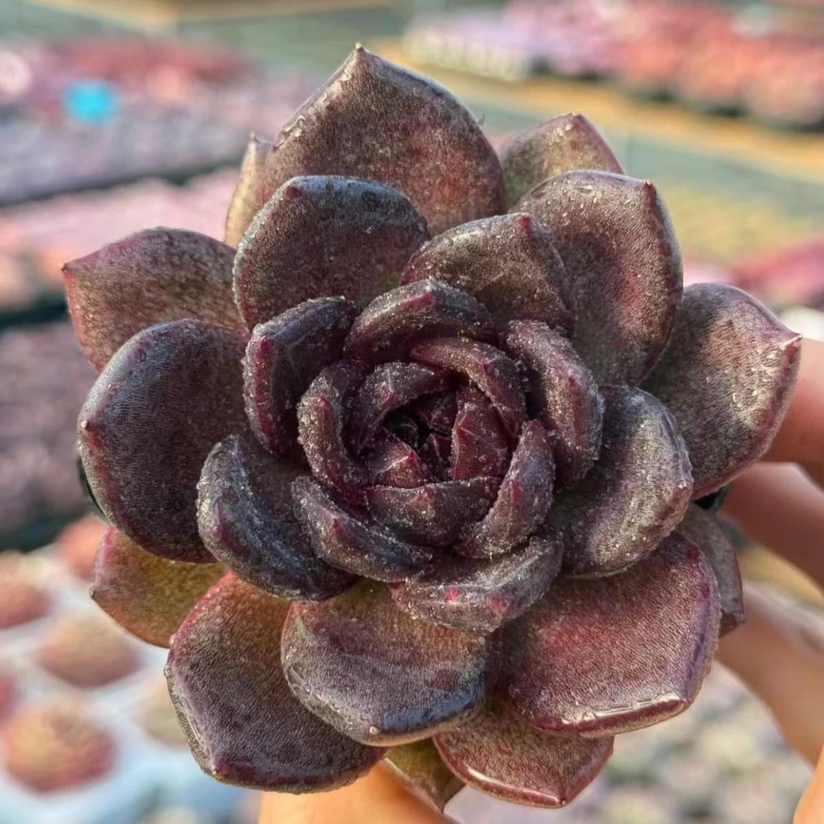 23418 Echeveria Black Tortoise (7cm pot size)