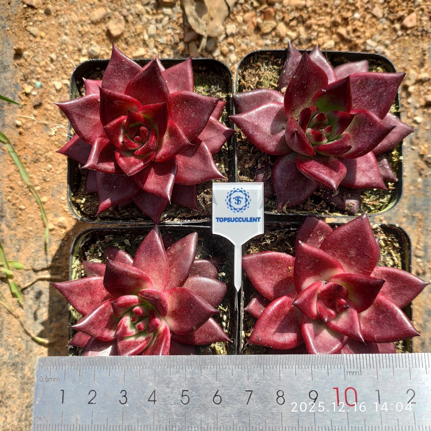 21162 Echeveria Robin (7cm pot size)