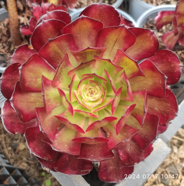 YF091 Aeonium Beauty Girl