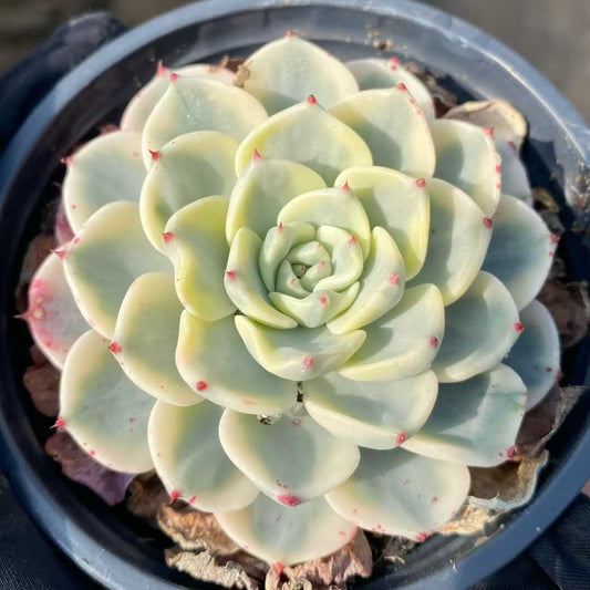 25372 Echeveria Nanawhookmini Variegated (9cm pot size)