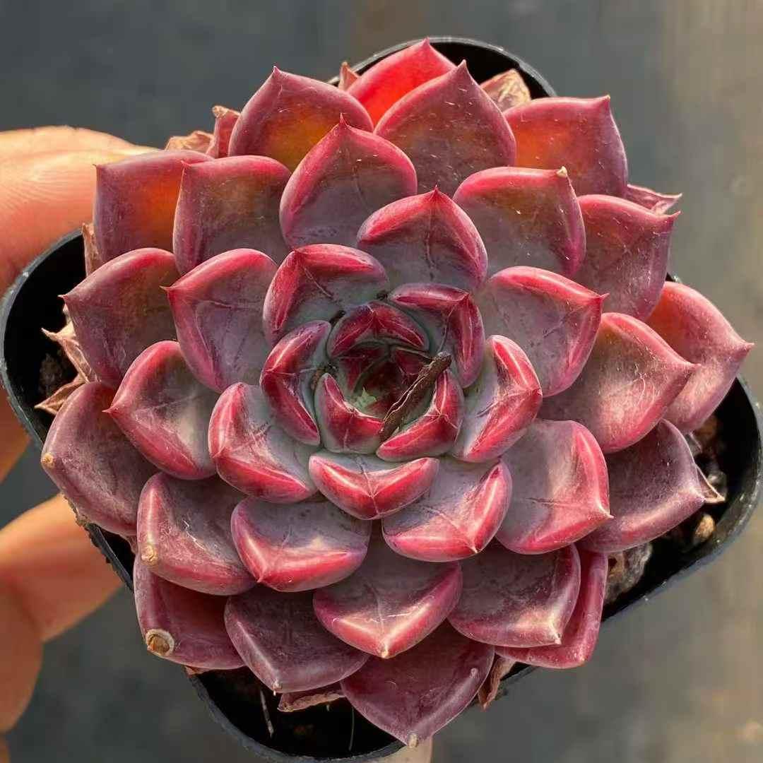 25398 Echeveria Black Night (6.5cm pot size)