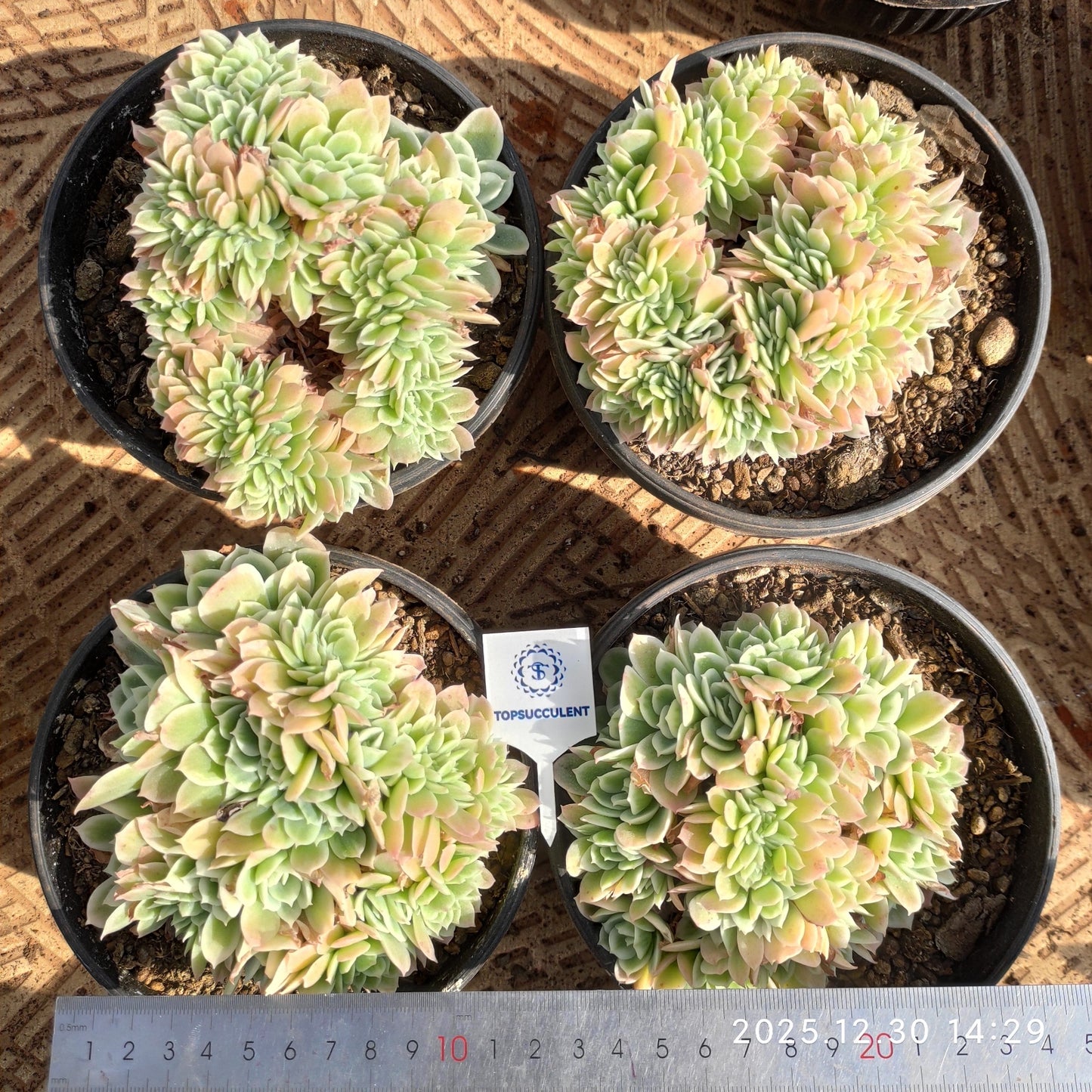 22330 Echeveria Lemon Rose Variegated Cristata (16cm pot size)