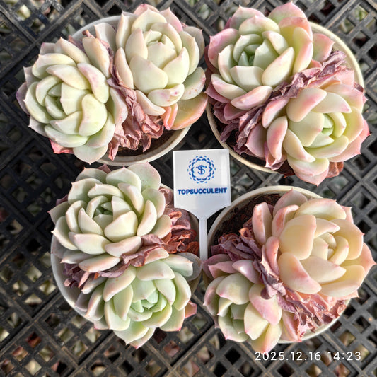 23536 Echeveria Pink Fragrance (7cm pot size)