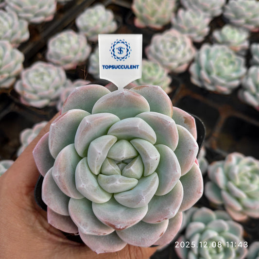 18817 Echeveria Ice Green (7cm pot size)