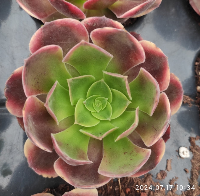 YF306 Aeonium O'Carrie