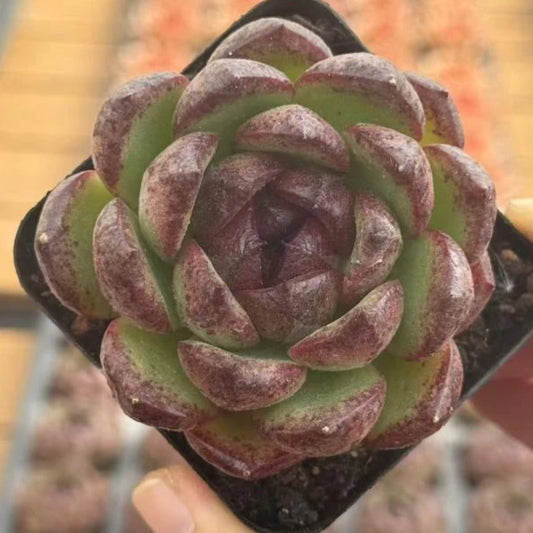 21269 Echeveria Black Pool Water (7cm pot size)