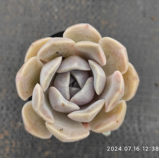 MMT390 Echeveria Tiny Burger