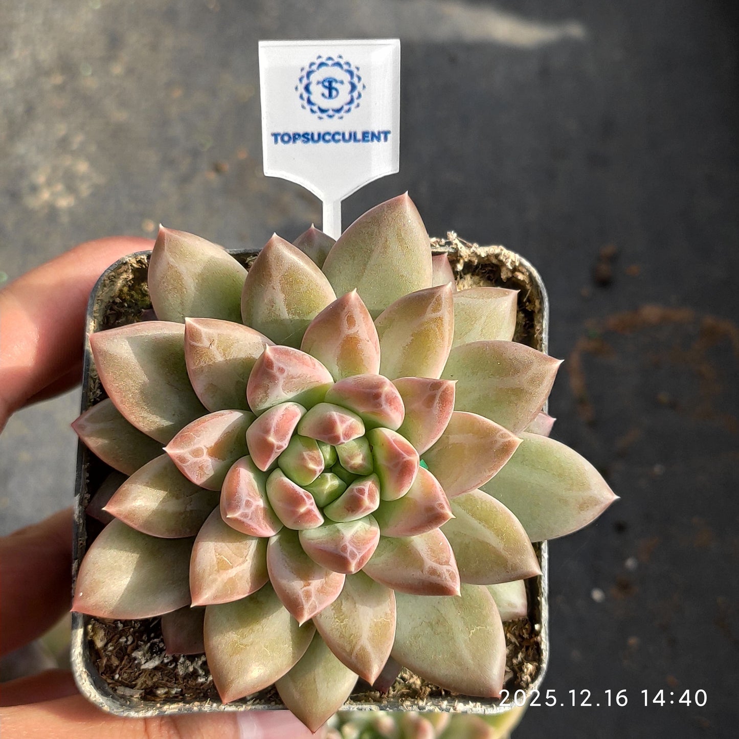 21164 Echeveria Blue and White (7cm pot size)