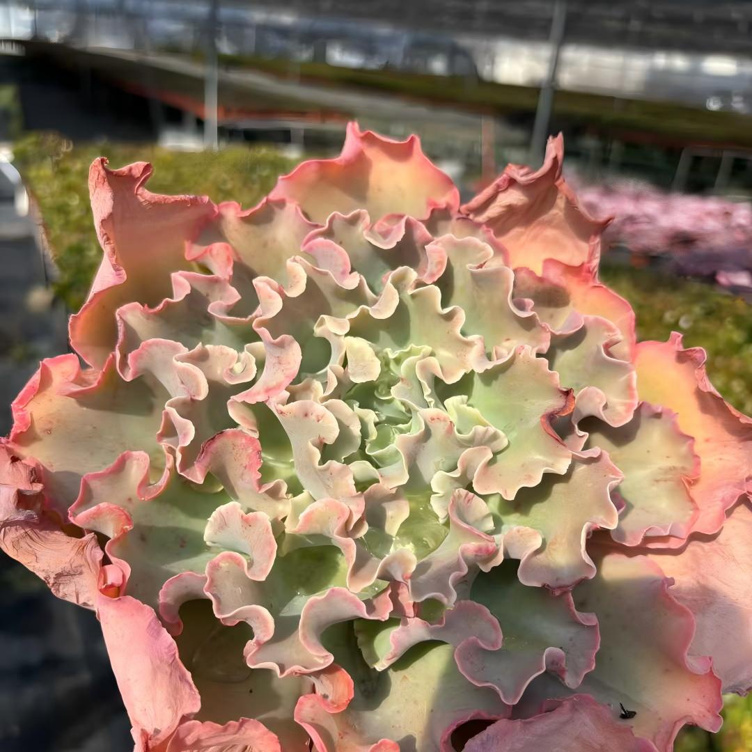 23542 Echeveria cv. Takasagonookina (18cm pot size)