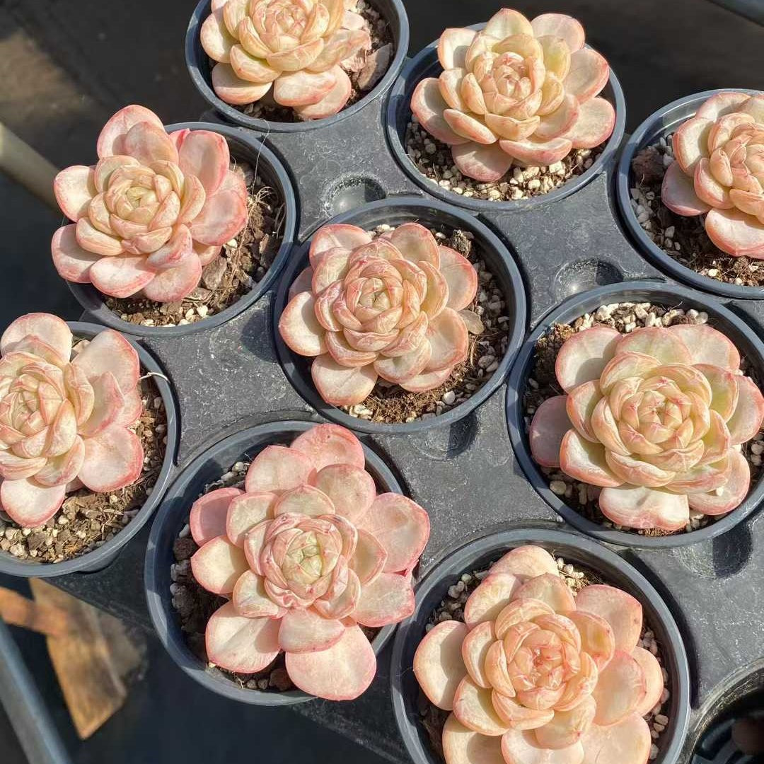 19147 Echeveria Star Jenny (9cm pot size)