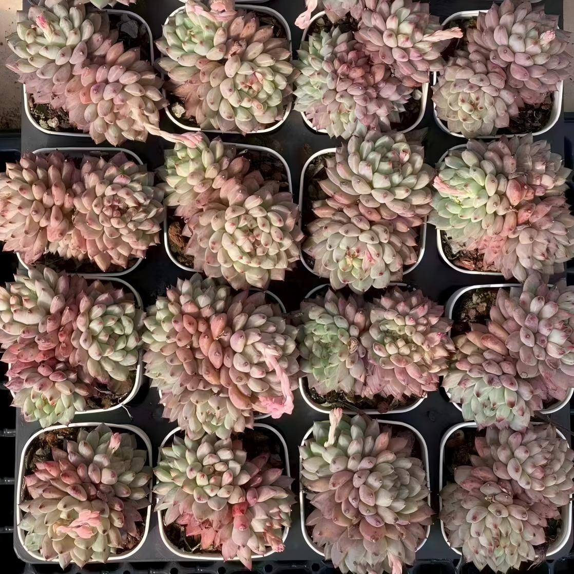 18279 Echeveria Rouge Button (6.5cm pot size)