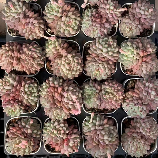 18279 Echeveria Rouge Button (6.5cm pot size)