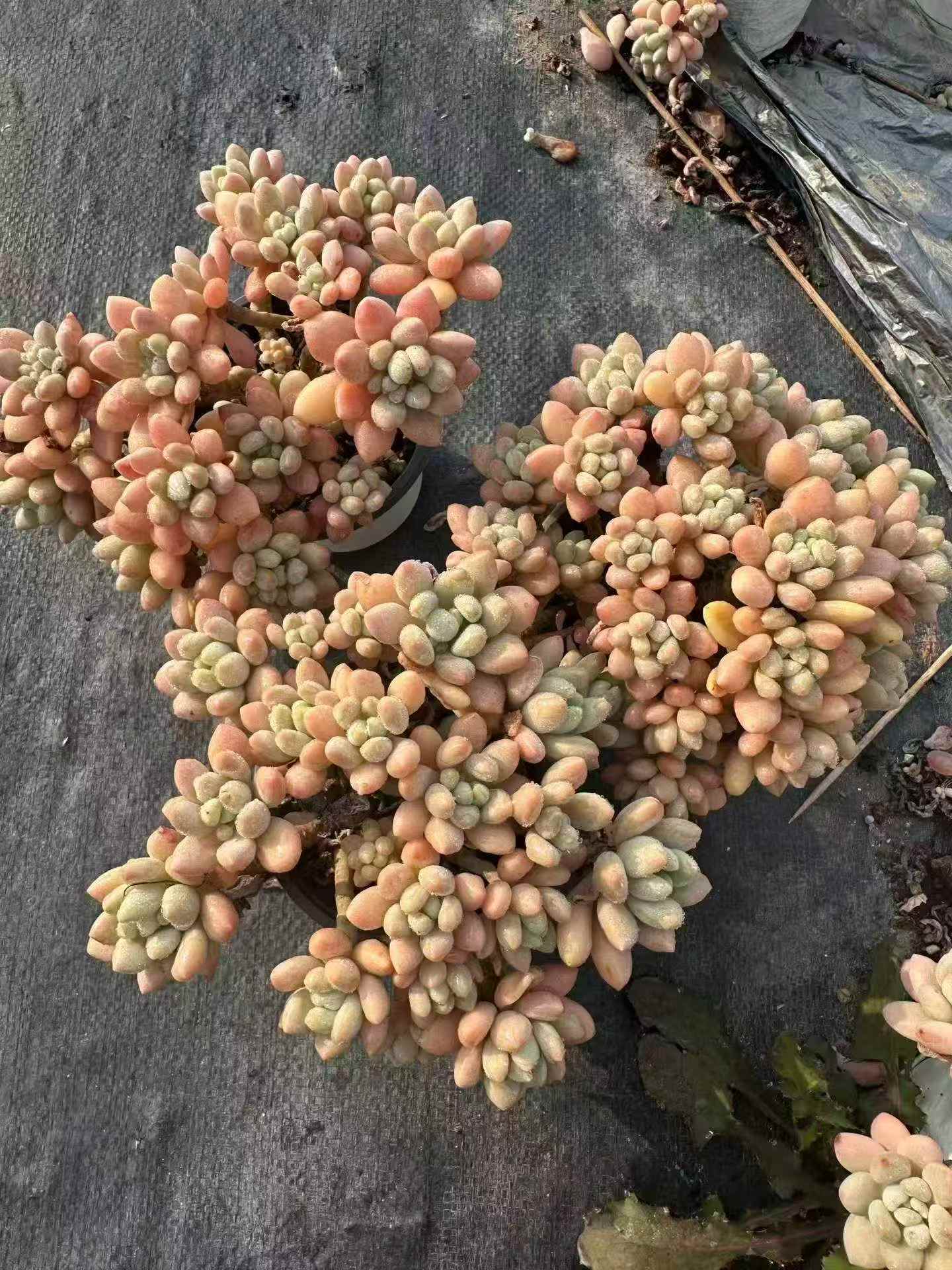 25949 Echeveria Caviar (9cm pot size)
