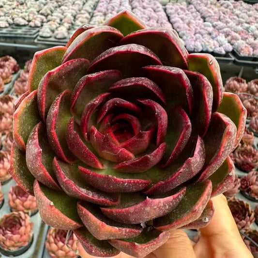 21969 Echeveria Traffic Light (12cm pot size)